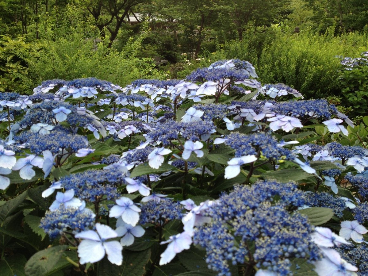 ⛩️ 하쿠산 신사 이미지 9